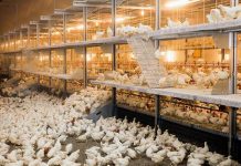 Comparison of four injection sites for Se bacterin vaccine in commercial pullets