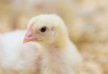 Re-programming of broiler growth and immunity through changes in breeder hen bodyweight