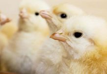 Effects of corticosterone injection at embryonic day eleven on broiler growth and tonic immobility