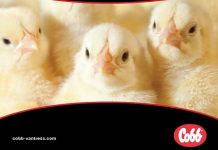 Dr. Orlando Fernandez Appointed as New Managing Director of Cobb Asia