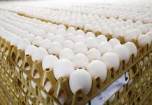 Analysis of anti-Ascaridia galli antibody levels in egg yolk to detect parasite infection in commercial laying hens