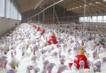 The value of digestibility coefficients and protein