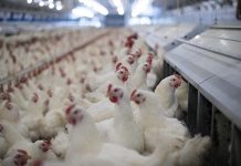 Aviagen Hatchery Module of EMEA Production Management School