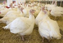 Selection criteria in turkey breeding