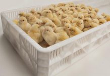 To feed or not to feed? That is the question. Is the early feeding of chick really necessary and beneficial?