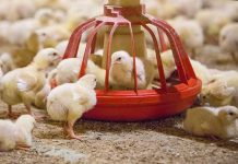 Macroscopic lesion scoring correlates with gut morphology changes in a newly developed dysbacteriosis model