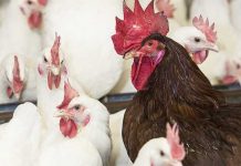 Multi-strain infection by infectious bronchitis variant viruses in broiler and breeder flocks in Latin America