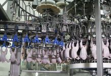 Marel Poultry, worry-free transfer performance up to 15,000 bph