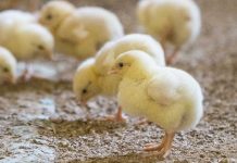 Better hatch and post-hatch performance