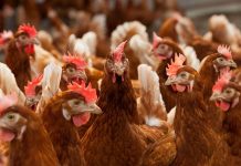 Microbiological consequences of different housing systems for laying hens, with particular reference to Salmonella infection