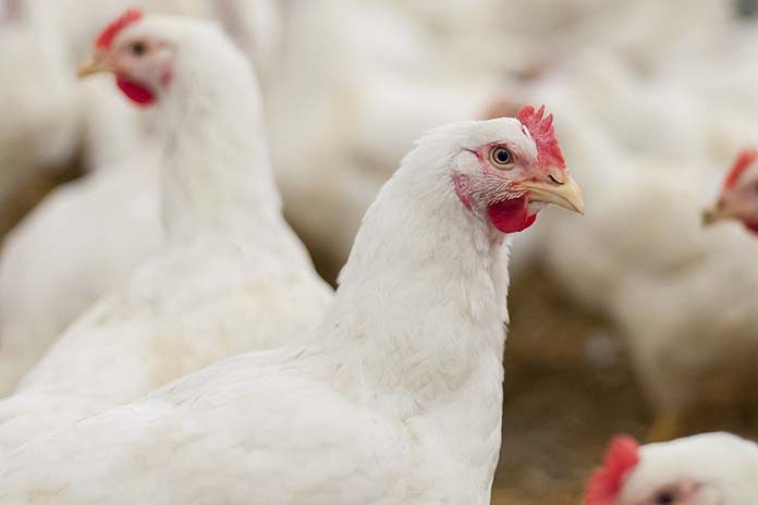 Poultry Tech