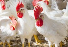 Gut health, intestinal innate immunity and performance