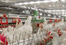 Precision feeding of broiler breeders