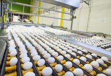 A projection of the future dynamics in global egg production