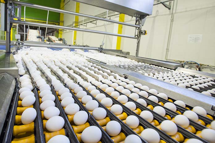 A projection of the future dynamics in global egg production