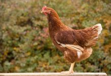 Effect of initial body weight and body composition of TETRA-SL LL laying hens as related to the changes in their live weight, body fat content and egg production during the first egg-laying period