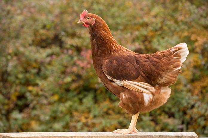 Effect Of Initial Body Weight And Body Composition Of Tetra Sl Ll Laying Hens As Related To The Changes In Their Live Weight Body Fat Content And Egg Production During The First Egg Laying