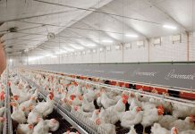 Egg deposition of maternal testosterone is controlled by the pre-ovulatory peak of luteinizing hormone