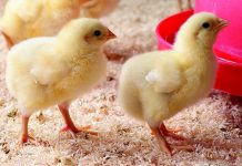 The selection element in whole grain feeding regimes