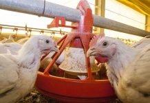 Dietary energy, digestible lysine and available phosphorus levels influence growth performance and carcass traits of broilers