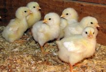 Trouw Nutrition presents research during the Poultry Science Association Meeting