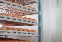 Short-term temperature training in the hatcher improves stress response in broiler chickens?