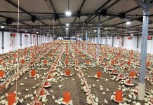 The five principles of broiler brooding for modern broilers