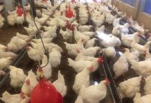 Cobb-Europe partners with RCL Foods on training series on pullet rearing
