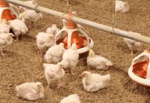 Corn co-products in broilers
