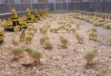 Effects of dietary insoluble and soluble non-starch polysaccharides on performance and ileal and excreta moisture contents in broilers