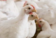 Non-antibiotic intestinal interventions