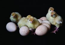 Using egg breakouts to improve hatch and poult quality