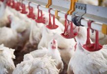 Research evaluates possible interaction between xylanase usage and butyrate in broiler performance