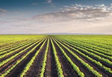 NRGene to offer the first broad soy diversity & haplotype database