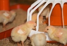 Challenges in poultry feeding