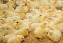 Metabolic differences in the blood of chick embryos