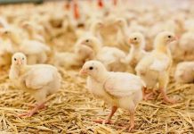 Intra Chickpaper: double grip prevents legs to slip in chicks