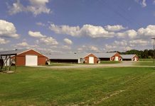 An alternative method to fight Avian Influenza Virus