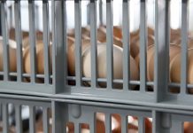 Optimising hatcher conditions