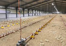 Pellet quality and its effects on poultry performance