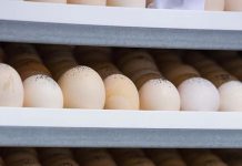 Establishing true fertility in hatching eggs