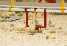 2019 Turkey Science and Production Conference