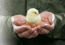 Timing is everything in early feeding