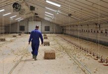 Nutritional strategies against pathogens in poultry