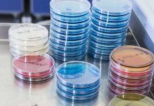 Vaccination of turkey breeders to control Salmonella