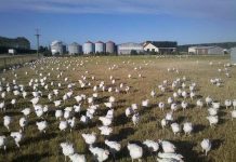 How to improve hen fertility