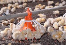 Nutritional implications of antibiotic free rearing of broilers