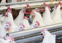Antioxidants in broiler breeder diets can affect offspring performance