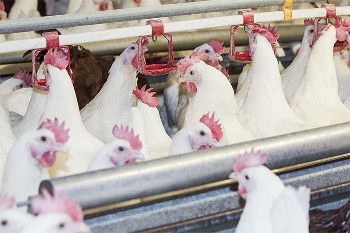 male broiler chickens glutathione Antioxidants in breeder diets can affect offspring performance - Zootecnica B12 Injections | Neuvitality