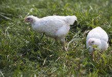 Management of slow growing broilers for profit